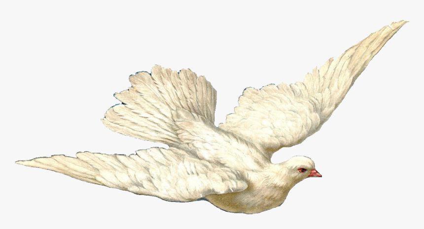 Transparent Peace Dove Clipart - White Dove Vintage, HD Png Download, Free Download