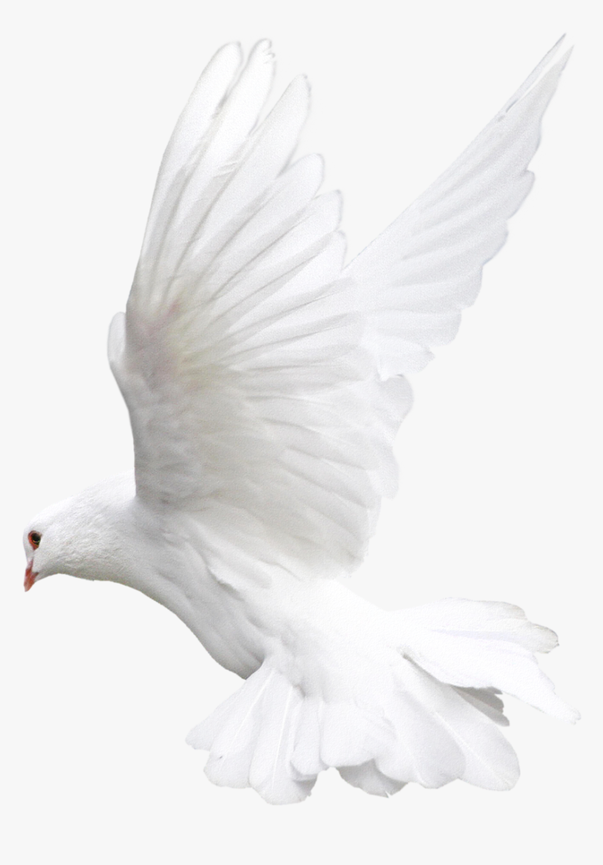White Dove One Isolated - Ehite Bird No Background, HD Png Download, Free Download