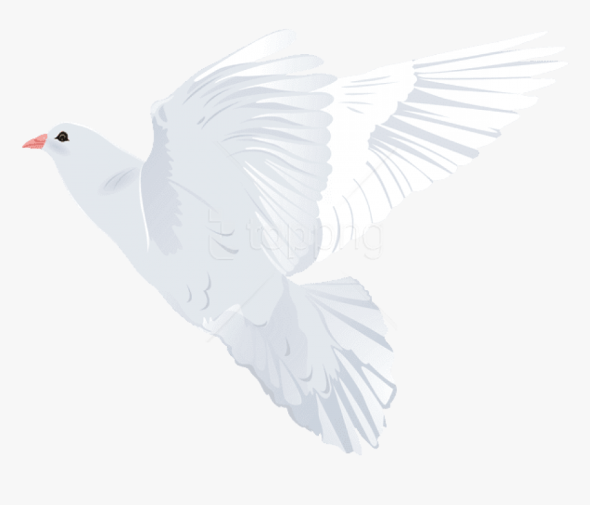 Pigeons And Doves, HD Png Download, Free Download