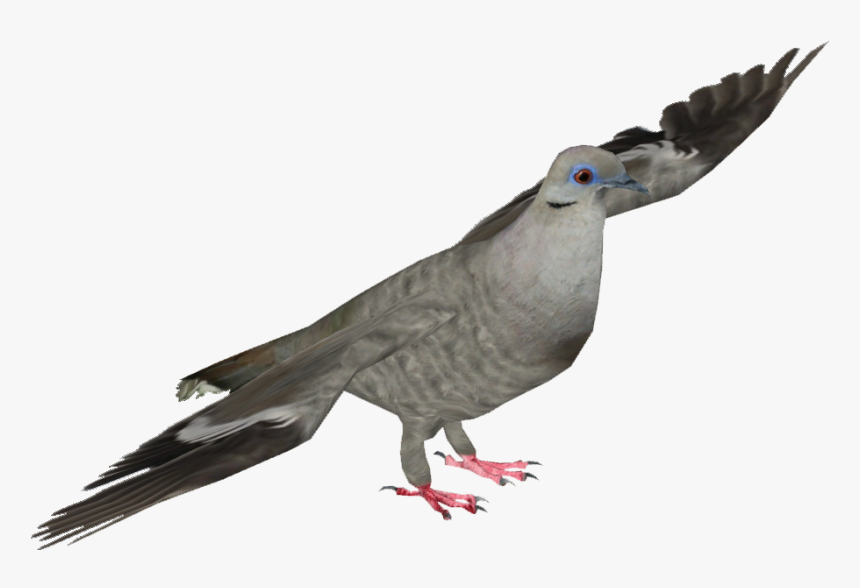 Stock Dove - Pigeons And Doves, HD Png Download, Free Download