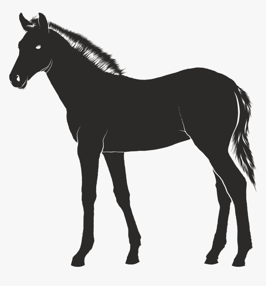 Foal Horse Young Free Picture - Foal Silhouette, HD Png Download, Free Download
