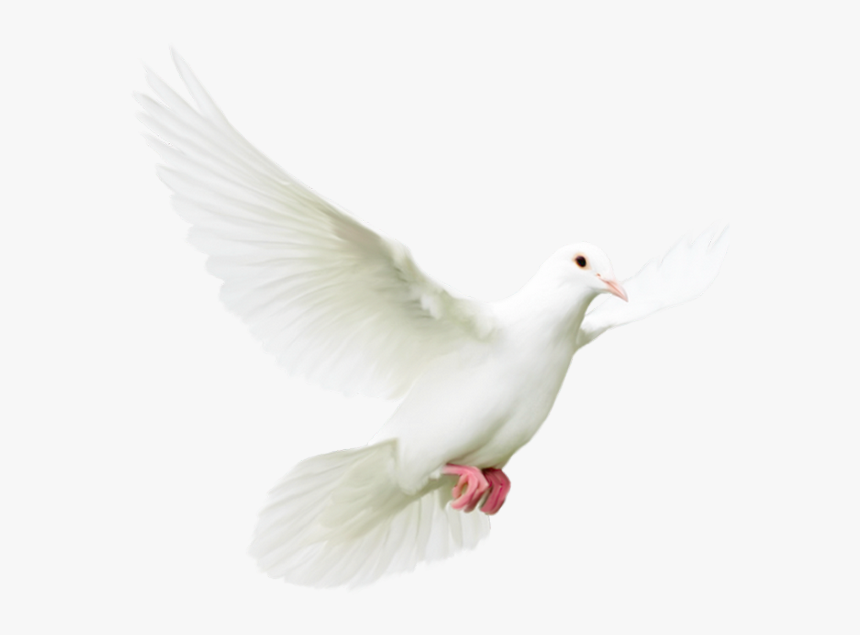 ♥ Tube Mariage - Rock Dove, HD Png Download, Free Download