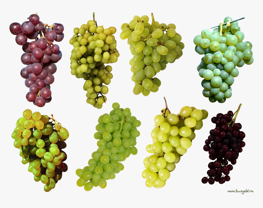 Grapes Tree Png - Purple And Green Grapes, Transparent Png, Free Download