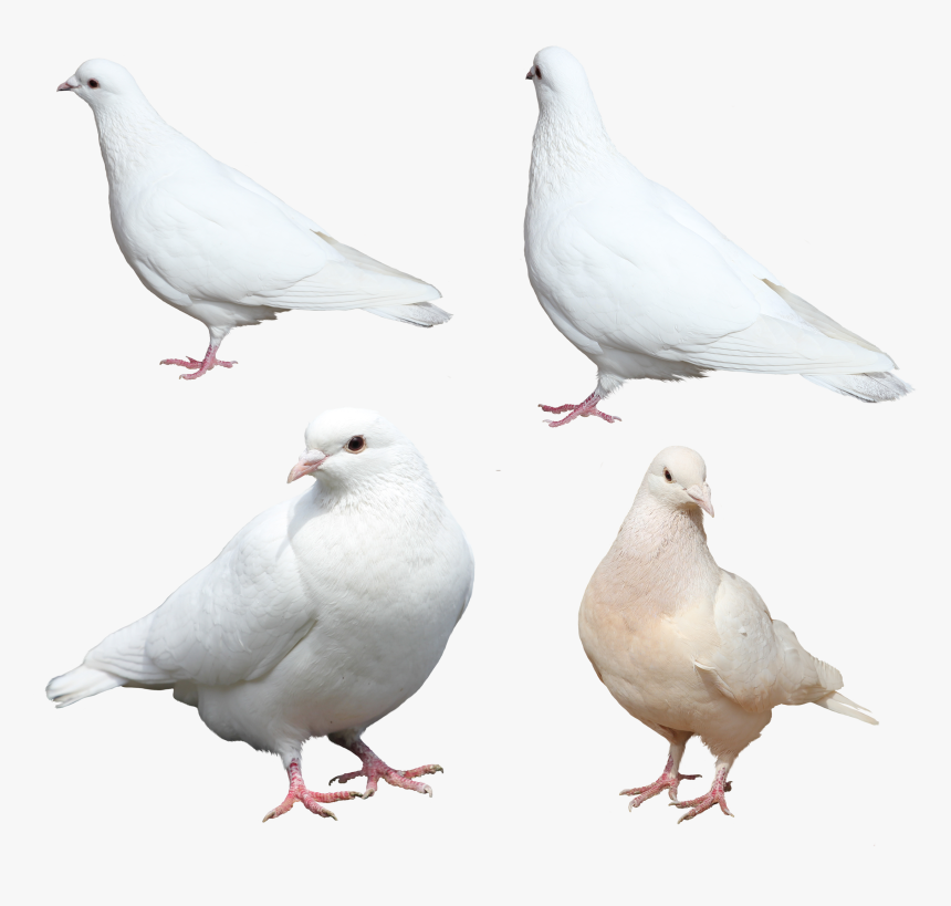 White Pigeons Png Image - Sitting White Pigeon Png, Transparent Png, Free Download
