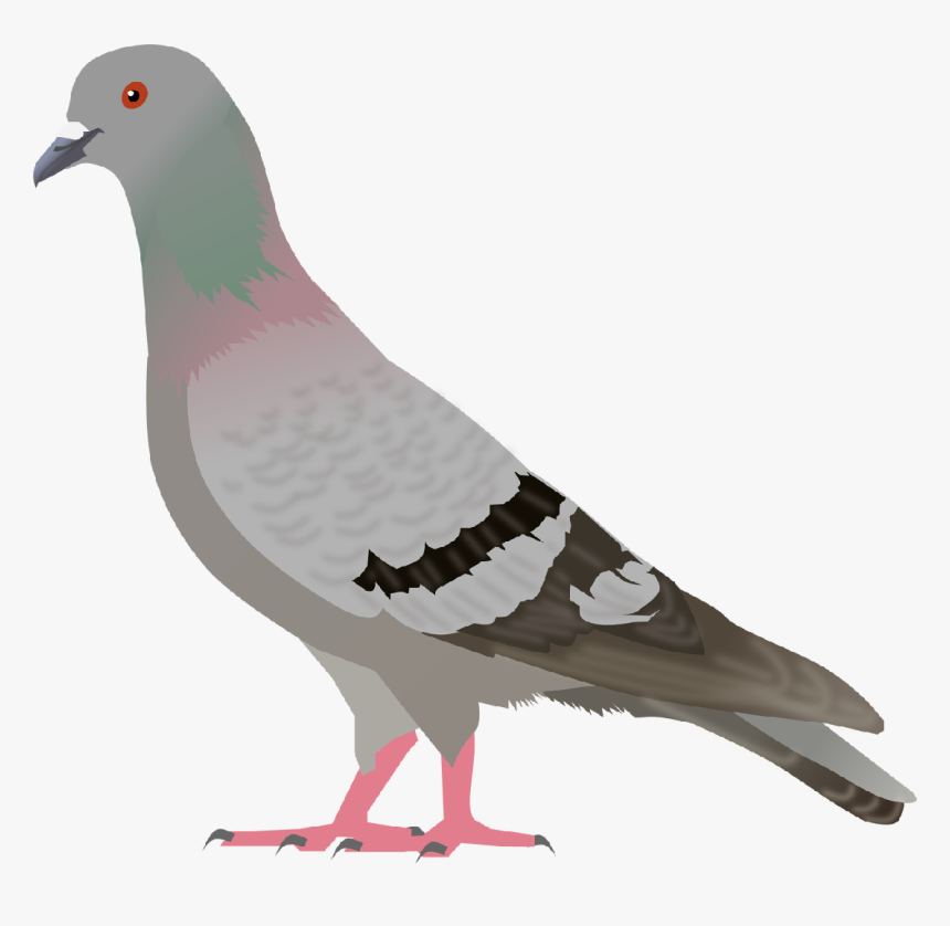 Pigeon Png - Pigeon Clipart, Transparent Png, Free Download