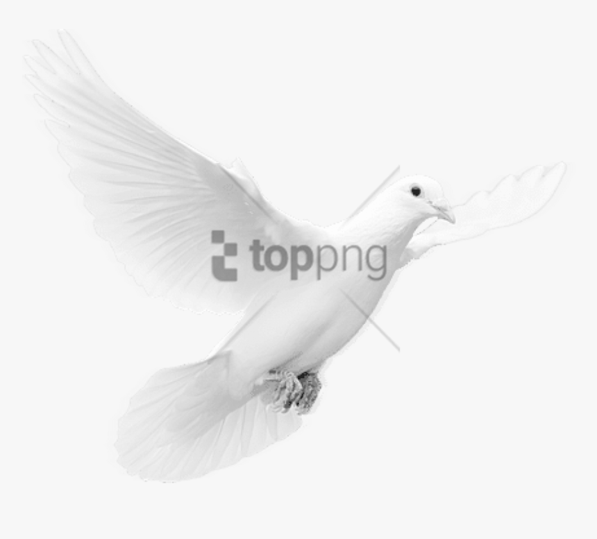 Group Flying Pigeon Png, Transparent Png, Free Download