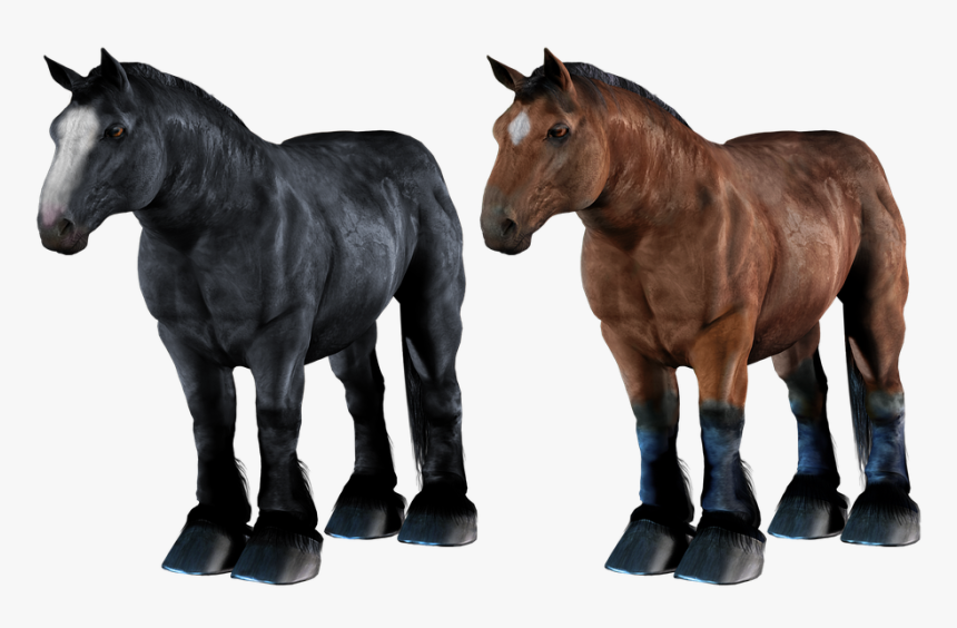 Transparent Horses Png - Draft Horse Transparent, Png Download, Free Download