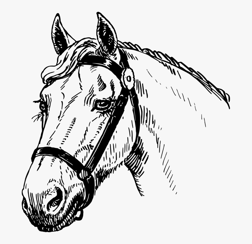 Transparent Mustang Head Clipart - Horse Head Sketch Big, HD Png Download, Free Download