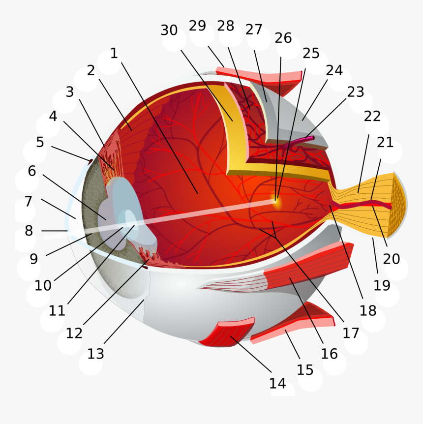 Retina Meaning In Tamil, HD Png Download, Free Download