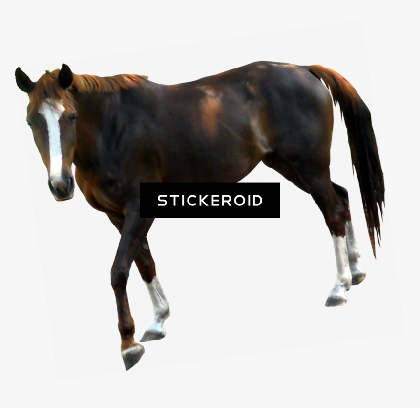 Horse With Transparent Background , Png Download - Horse With Transparent Background, Png Download, Free Download