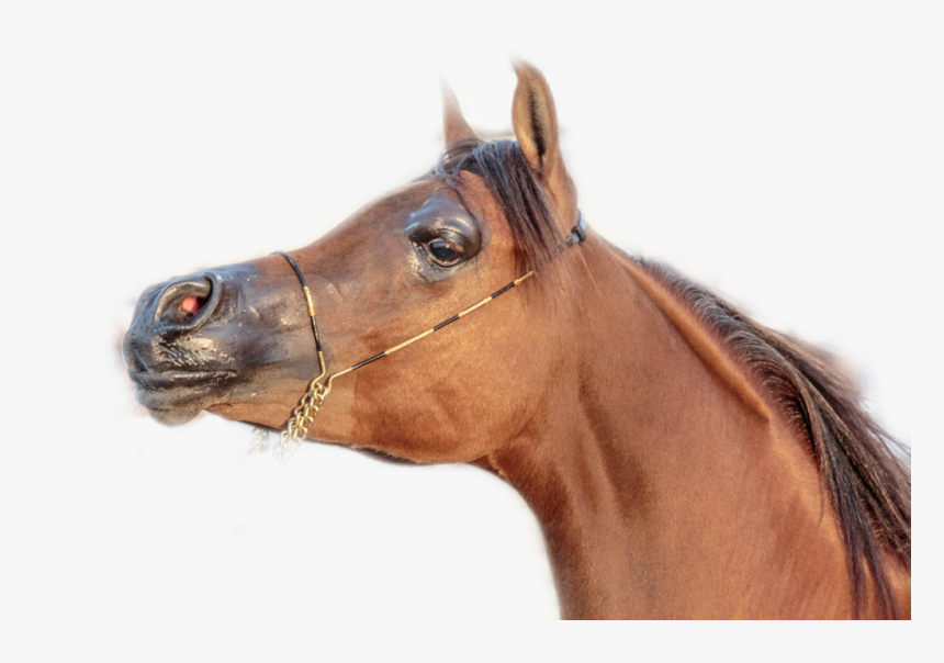 Race Horse Png -horse Sticker - Sorrel, Transparent Png, Free Download