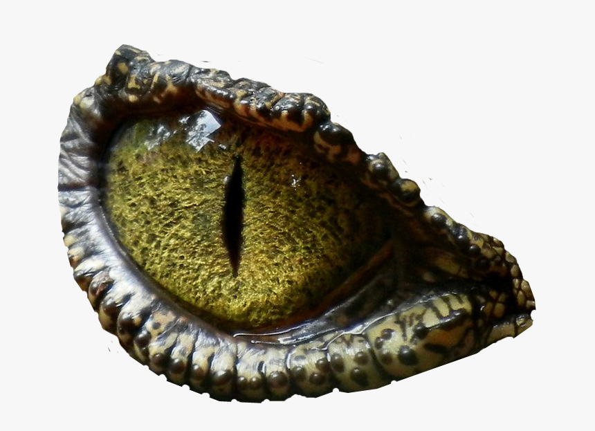 Dinosaur Eye Transparent Background, HD Png Download, Free Download