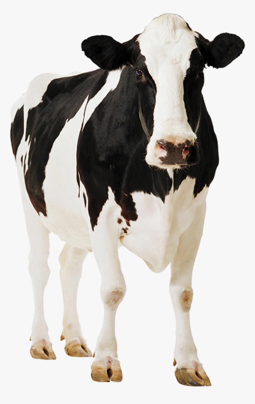 Cow Png, Transparent Png, Free Download