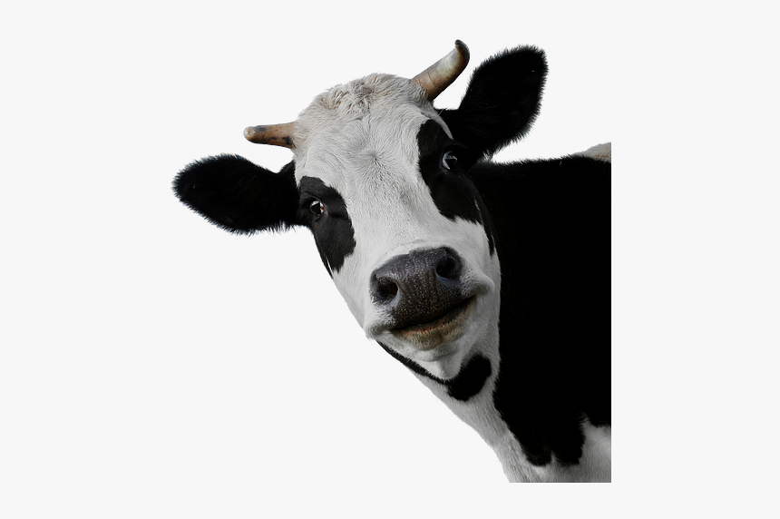 Cow Png, Transparent Png, Free Download