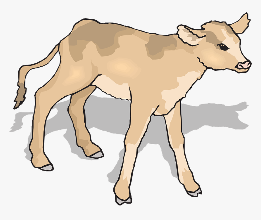 Calf, Baby, Cow, Standing, Shadow, Young, Mammal - Cow Baby Clipart, HD Png Download, Free Download
