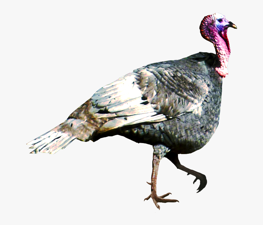 Animal Birds Turkey Png - Wild Turkey, Transparent Png, Free Download
