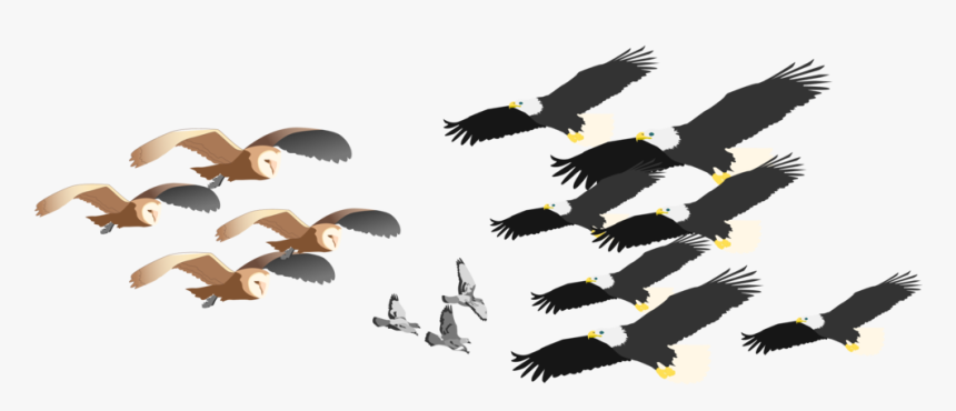 Transparent Wild Animals Png - Bald Eagle, Png Download, Free Download