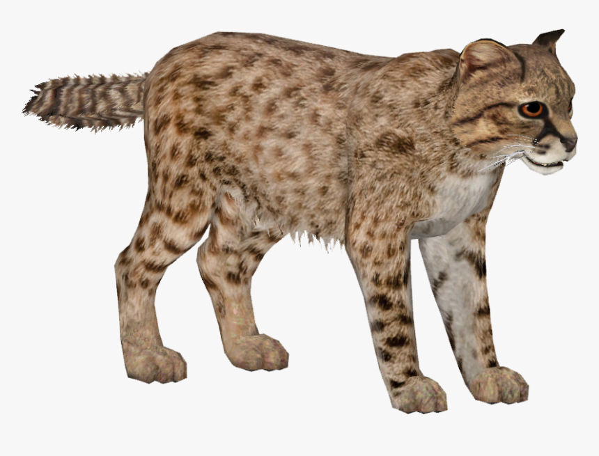 Wild Cats Png - Cat Jumps, Transparent Png, Free Download