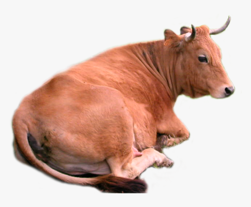 Cow Png - Brown Cow Png, Transparent Png, Free Download