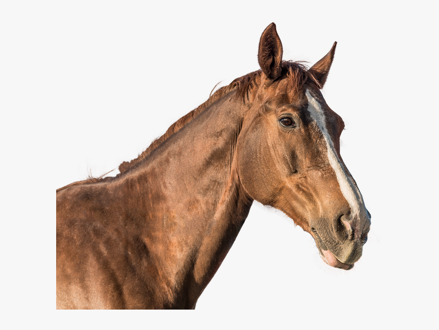 Foal - Cabeza De Caballo Png, Transparent Png, Free Download