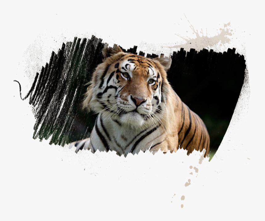 Siberian Tiger, HD Png Download, Free Download