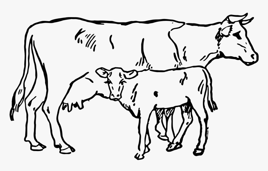 Beef Vector Cow Indian Clip Royalty Free Download - Cow And Calf Sketch, HD Png Download, Free Download