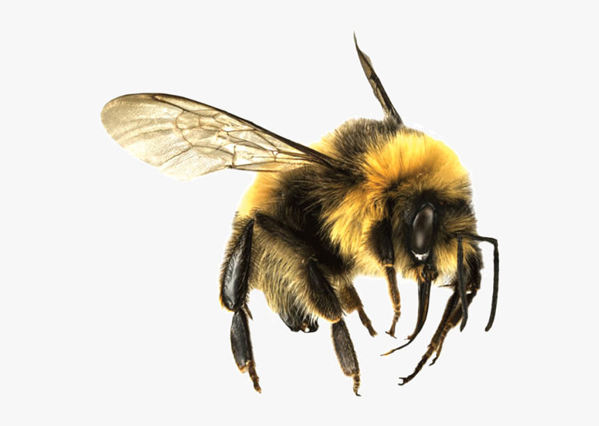 Bumblebees Png, Transparent Png, Free Download