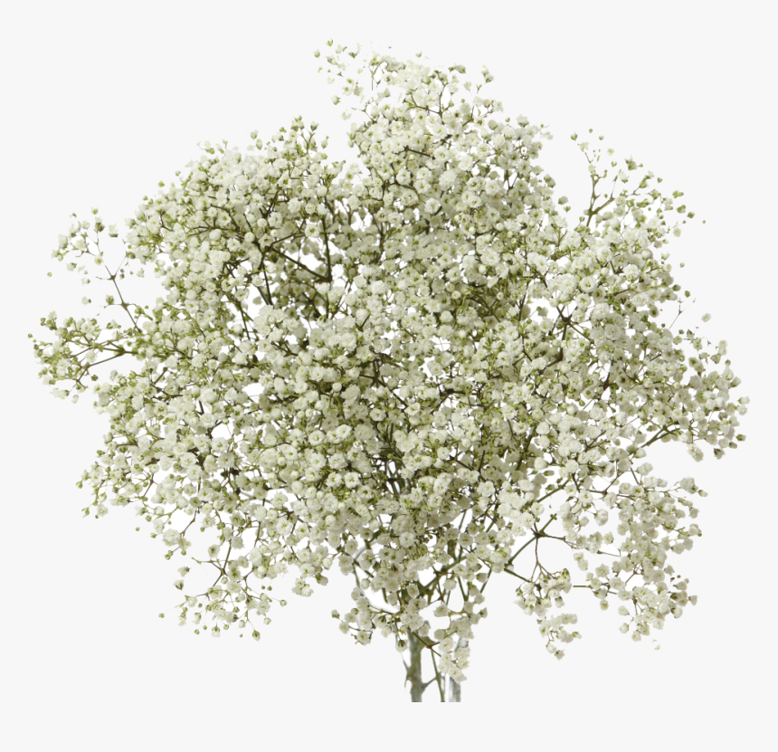 Baby"s Breath Flowers Png Transparent Background - Baby's Breath Flower Transparent, Png Download, Free Download
