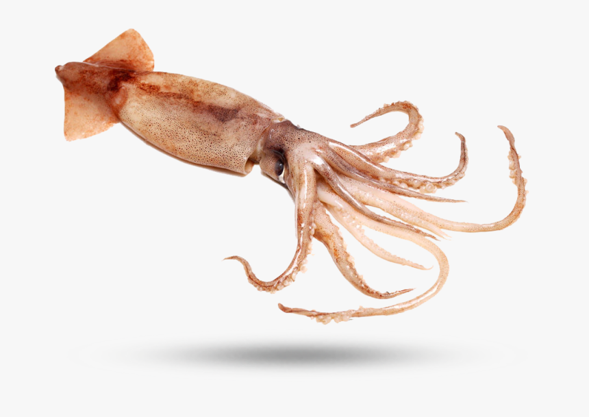 Squid - Giant Squid, HD Png Download, Free Download