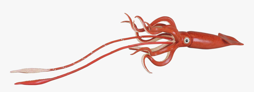 Squid Transparent Png - Giant Squid No Background, Png Download, Free Download