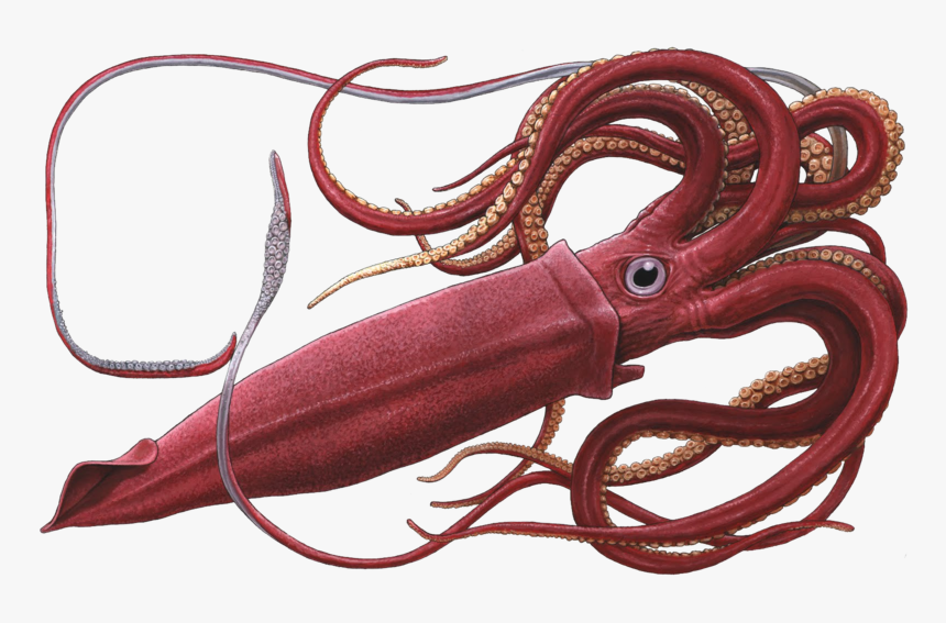Giant Squid White Background, HD Png Download, Free Download