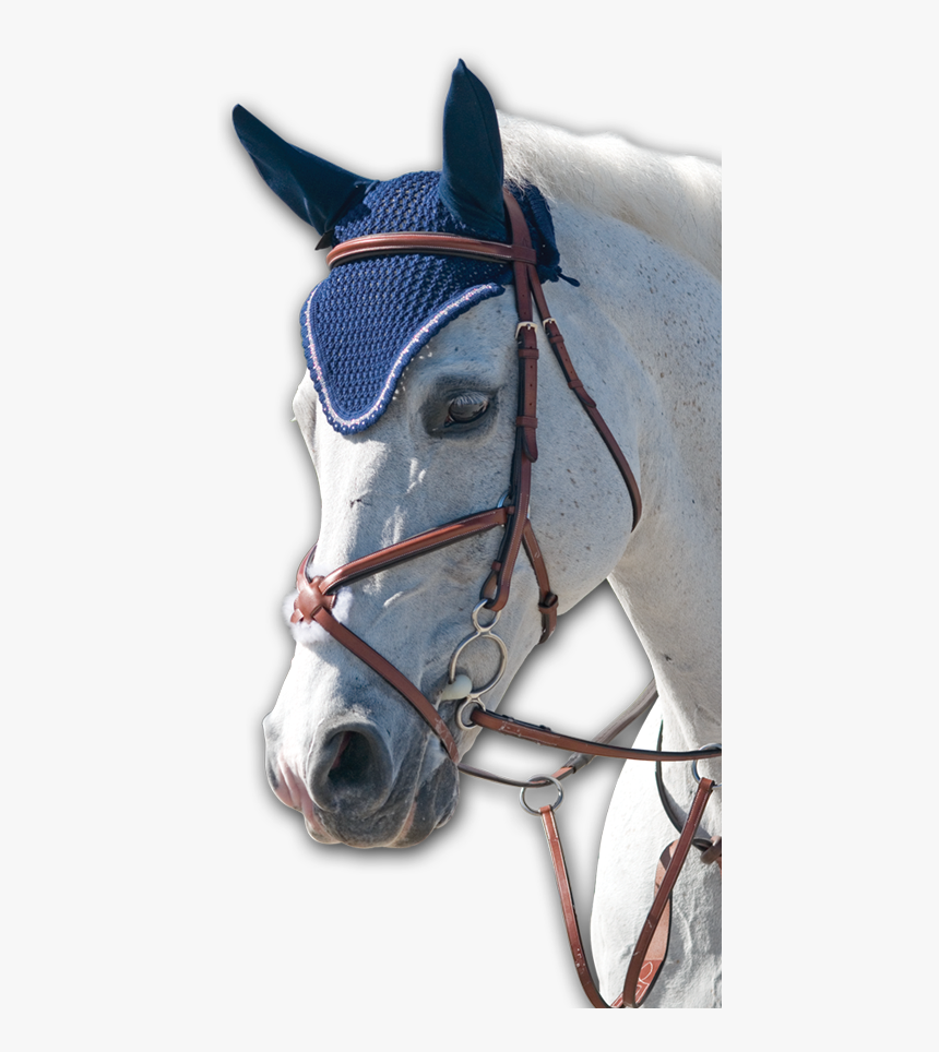 Bridle, HD Png Download, Free Download