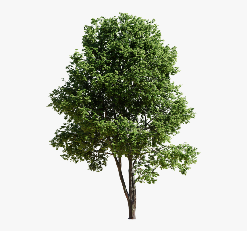 Png Maple Tree Summer, Transparent Png, Free Download