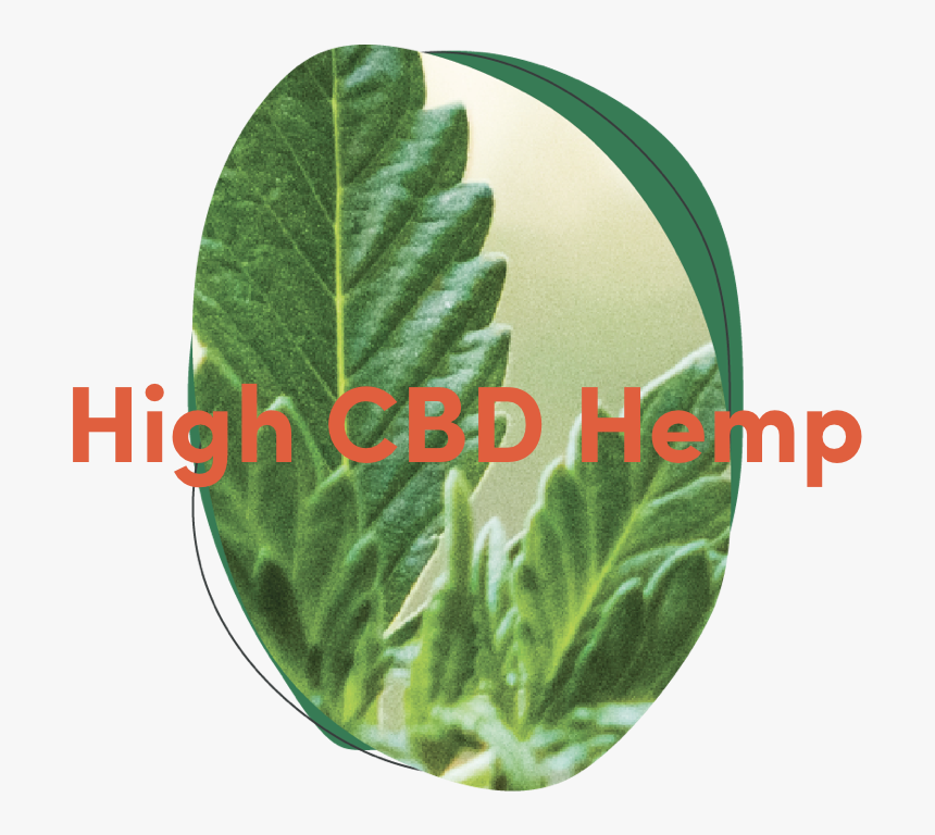 High Cbd Hemp - Houseplant, HD Png Download, Free Download