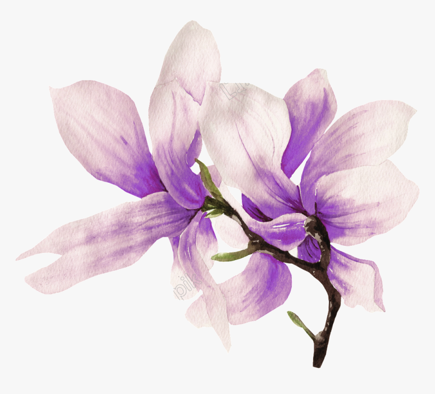 Transparent Magnolia Png, Png Download, Free Download