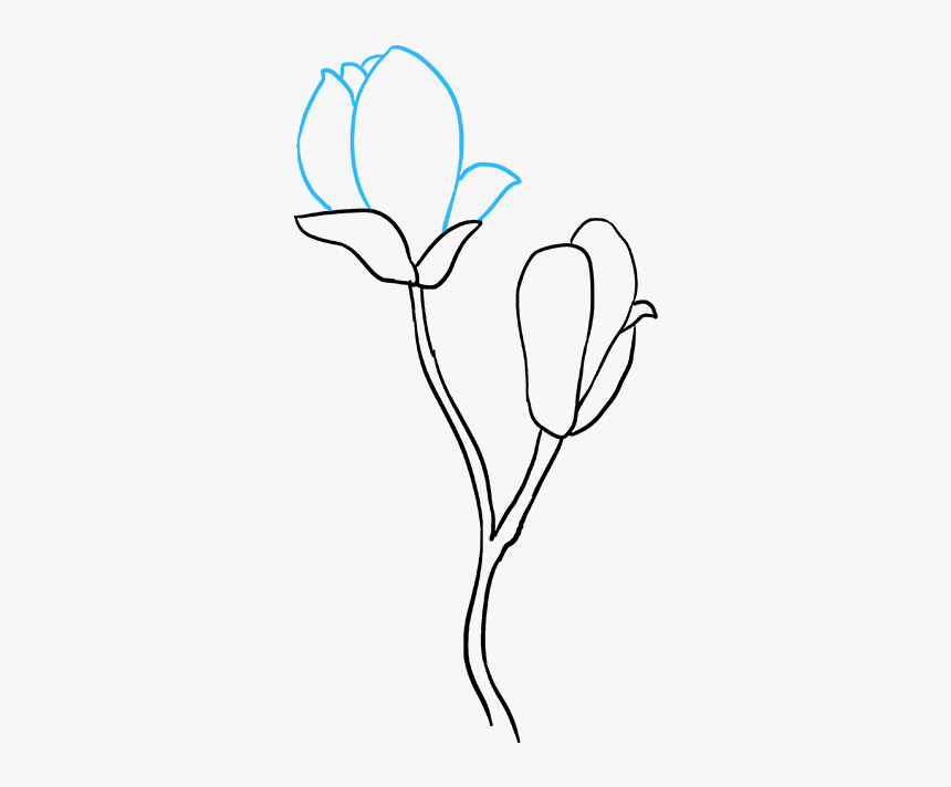 How To Draw Magnolia Flower - Magnolia Flower Drawing Easy, HD Png Download, Free Download