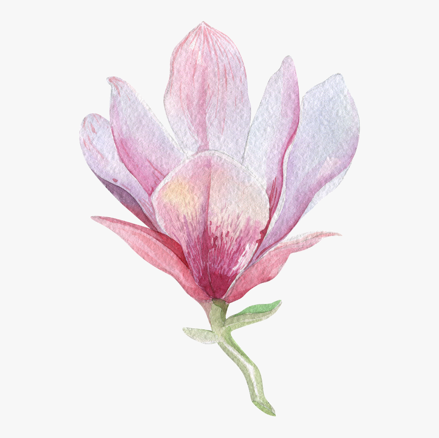 Clip Art Magnolia Watercolor - Magnolia Png, Transparent Png, Free Download