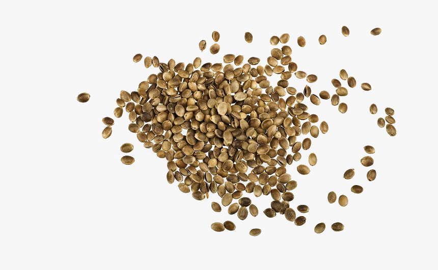 Hemp Seeds Png Images - Hemp Seed Png, Transparent Png, Free Download