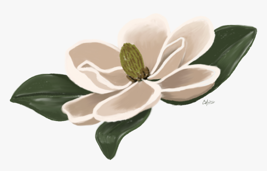 #flower #magnolia #floral #freetoedit - Southern Magnolia, HD Png Download, Free Download