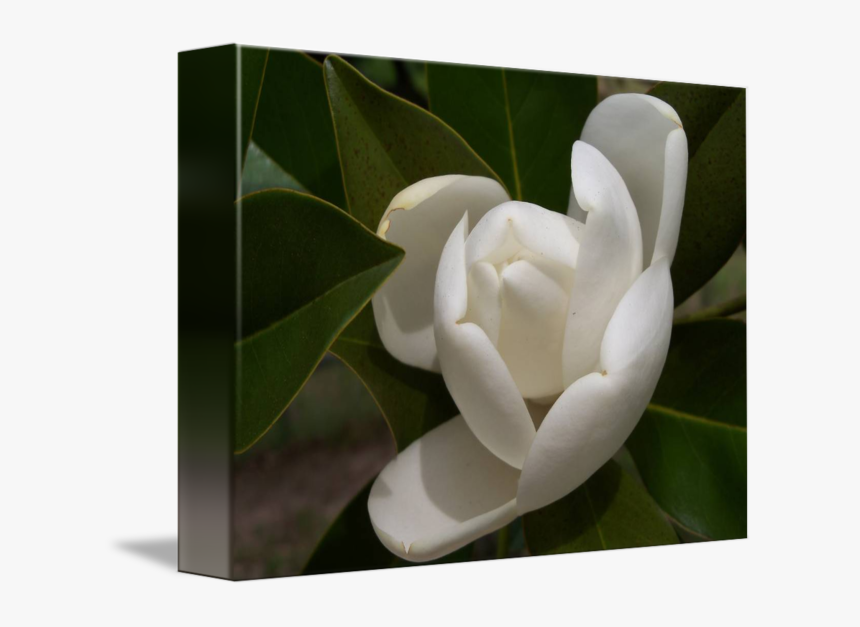 White Southern Opening By - Southern Magnolia, HD Png Download, Free Download