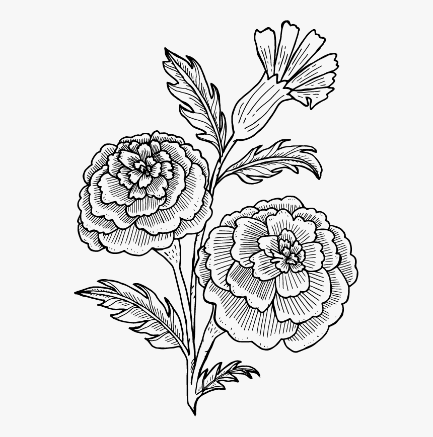 Magnolia Flower Illustration , Png Download - Chrysanths, Transparent Png, Free Download