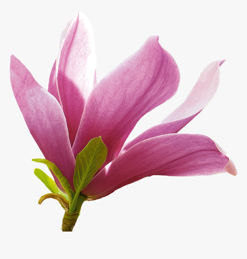 Lily, HD Png Download, Free Download