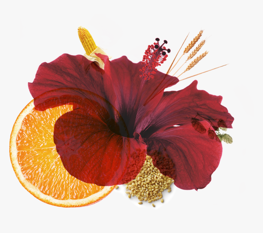 Hawaiian Hibiscus, HD Png Download, Free Download