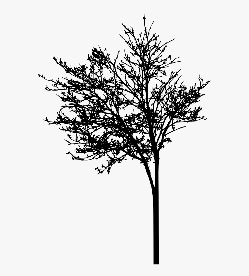 Art Picsart Photo Studio Silhouette American Larch - Portable Network Graphics, HD Png Download, Free Download