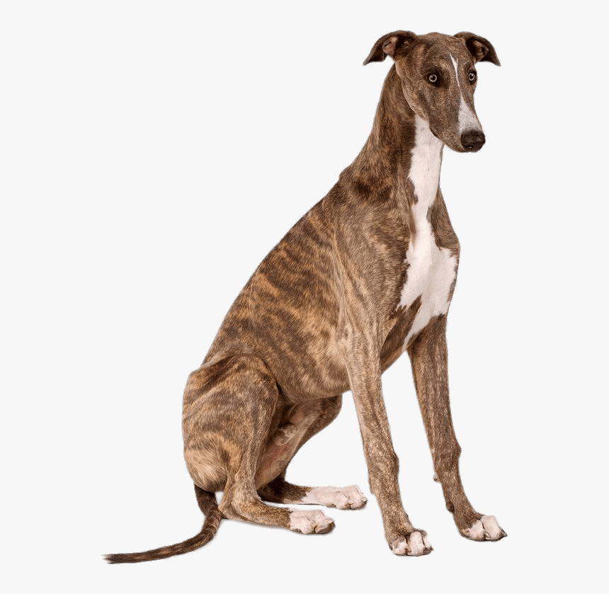 Greyhound Sitting, HD Png Download, Free Download