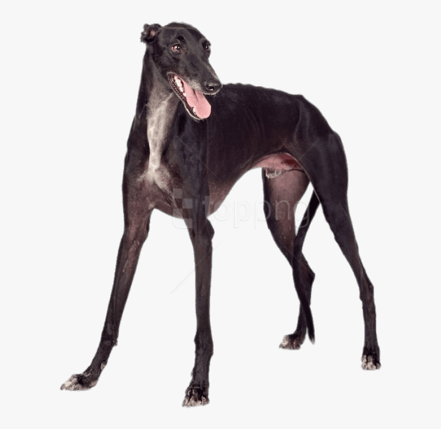 Polish-greyhound - Galgo Png, Transparent Png, Free Download