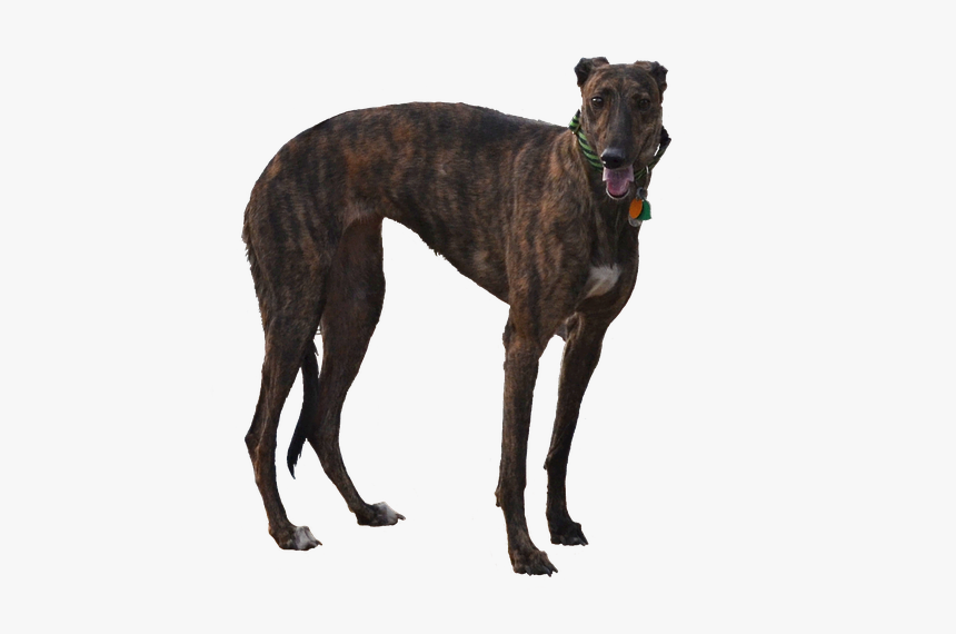 Greyhound, Dog, Isolated, Cutout, Racer, Retired, Pet - Racer Dog, HD Png Download, Free Download