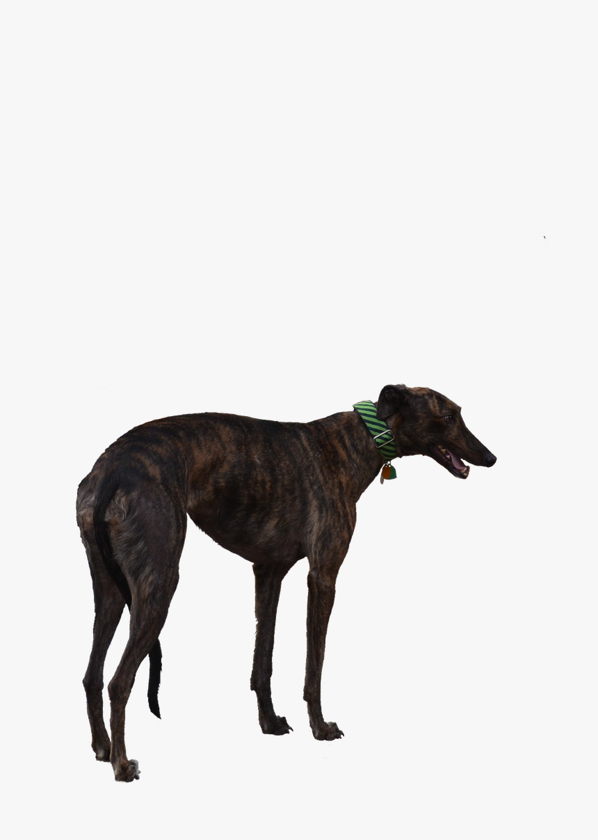 Greyhound Dog Racer Free Photo - Swimmers Tail Greyhound, HD Png Download, Free Download