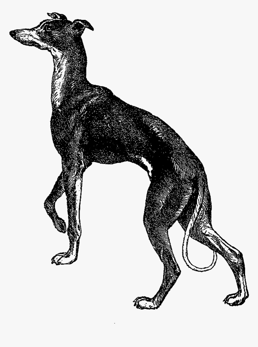 Greyhound Clipart - Greyhound Illustration, HD Png Download, Free Download