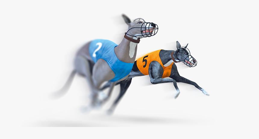 Virtual Dog Racing, HD Png Download, Free Download